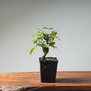 Chinese Quince Bonsai #451