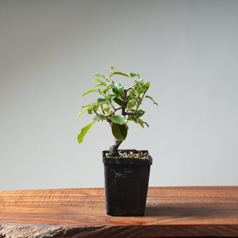 Chinese Quince Bonsai #451