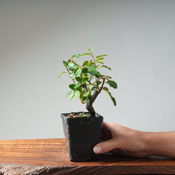 Chinese Quince Bonsai #451