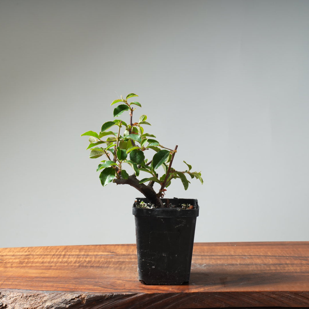 Chinese Quince Bonsai #452