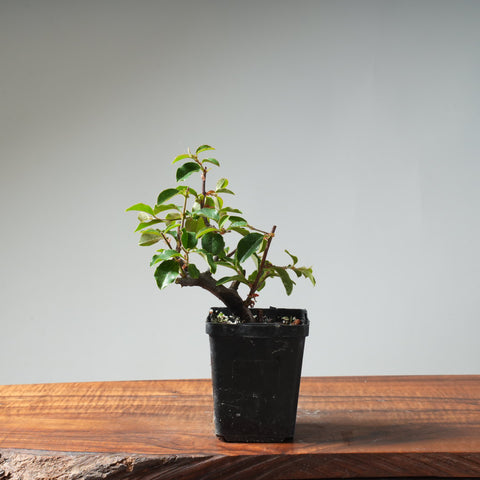 Chinese Quince Bonsai #452