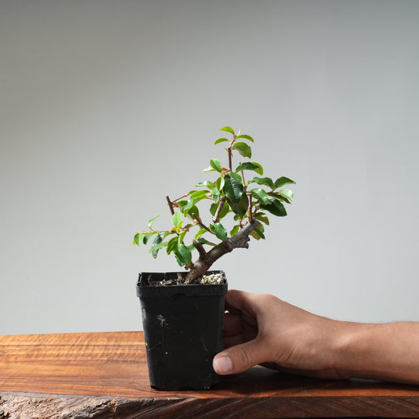 Chinese Quince Bonsai #452