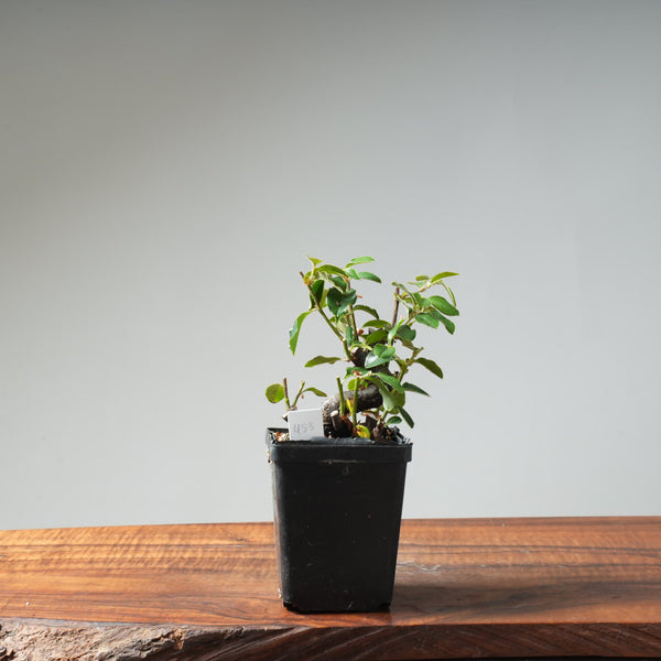 Chinese Quince Bonsai #453
