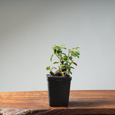 Chinese Quince Bonsai #453