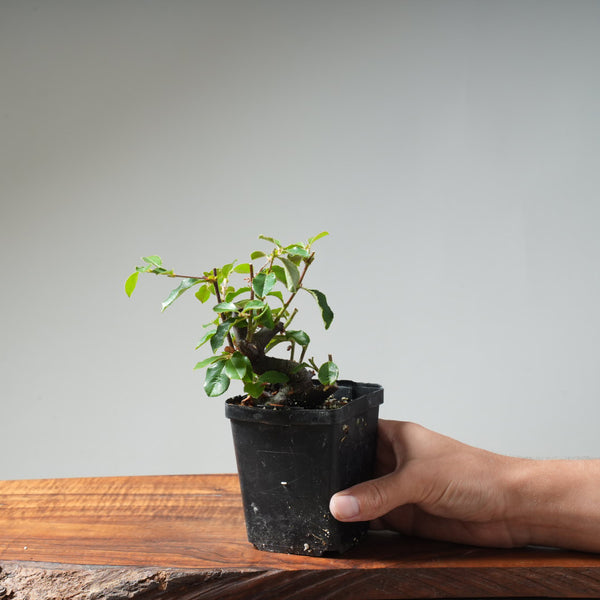 Chinese Quince Bonsai #453