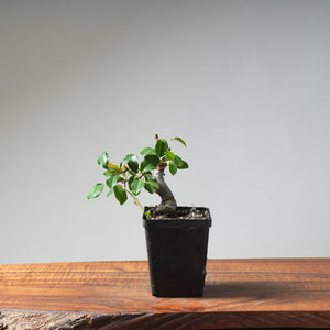 Chinese Quince Bonsai #454