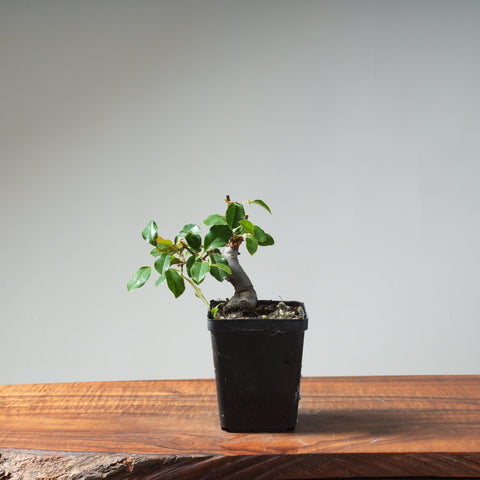 Chinese Quince Bonsai #454