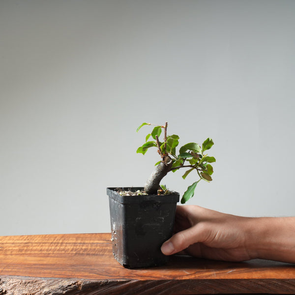 Chinese Quince Bonsai #454