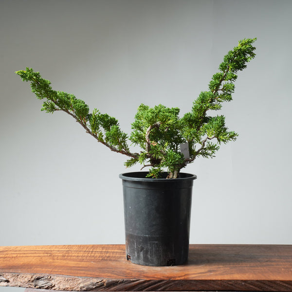 One-Gallon Kishu Juniper Bonsai #539