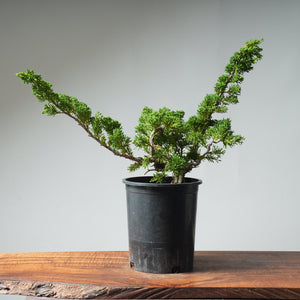 One-Gallon Kishu Juniper Bonsai #539
