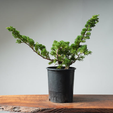 One-Gallon Kishu Juniper Bonsai #539