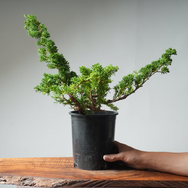 One-Gallon Kishu Juniper Bonsai #539