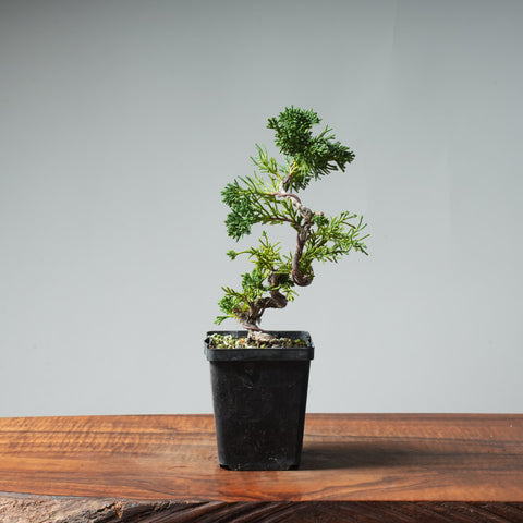 Kishu Bunjin Starter #551