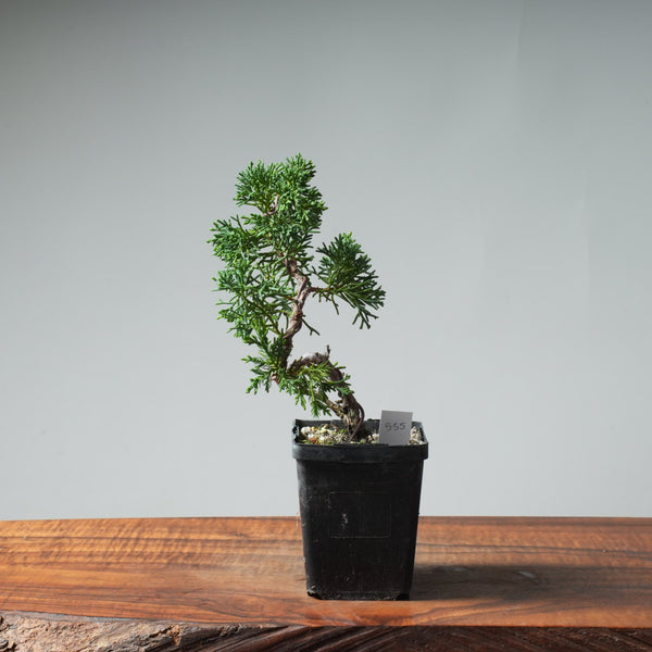 Kishu Bunjin Starter #555