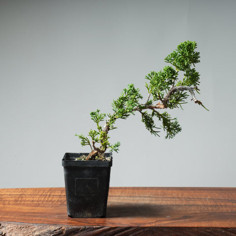 Kishu Bunjin Starter #557