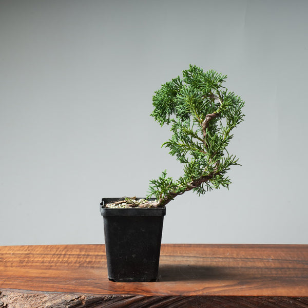 Kishu Bunjin Starter #558