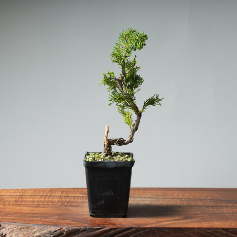 Kishu Bunjin Starter #559