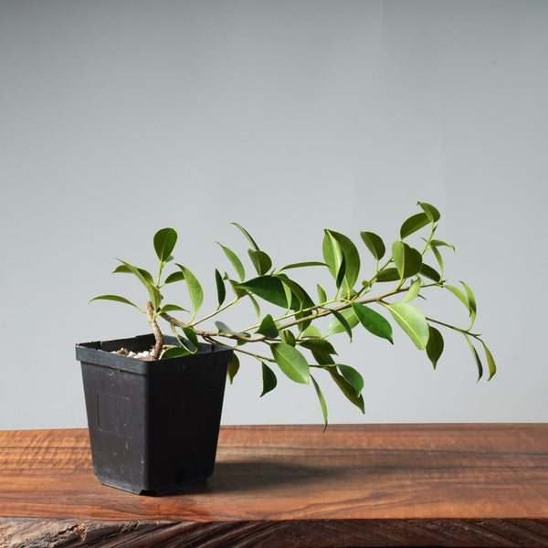 Tiger Bark Ficus Starters
