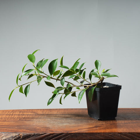 Tiger Bark Ficus Starters