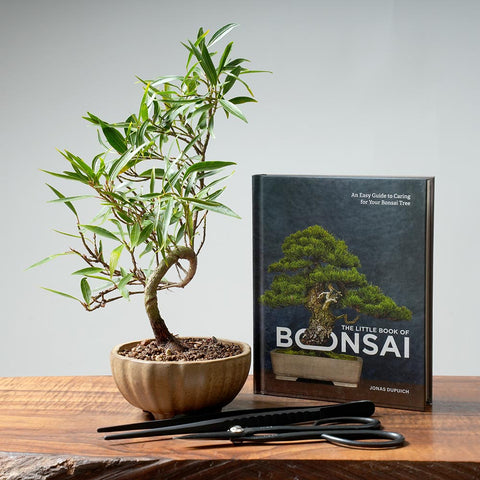 Ficus Bonsai Gift Bundle