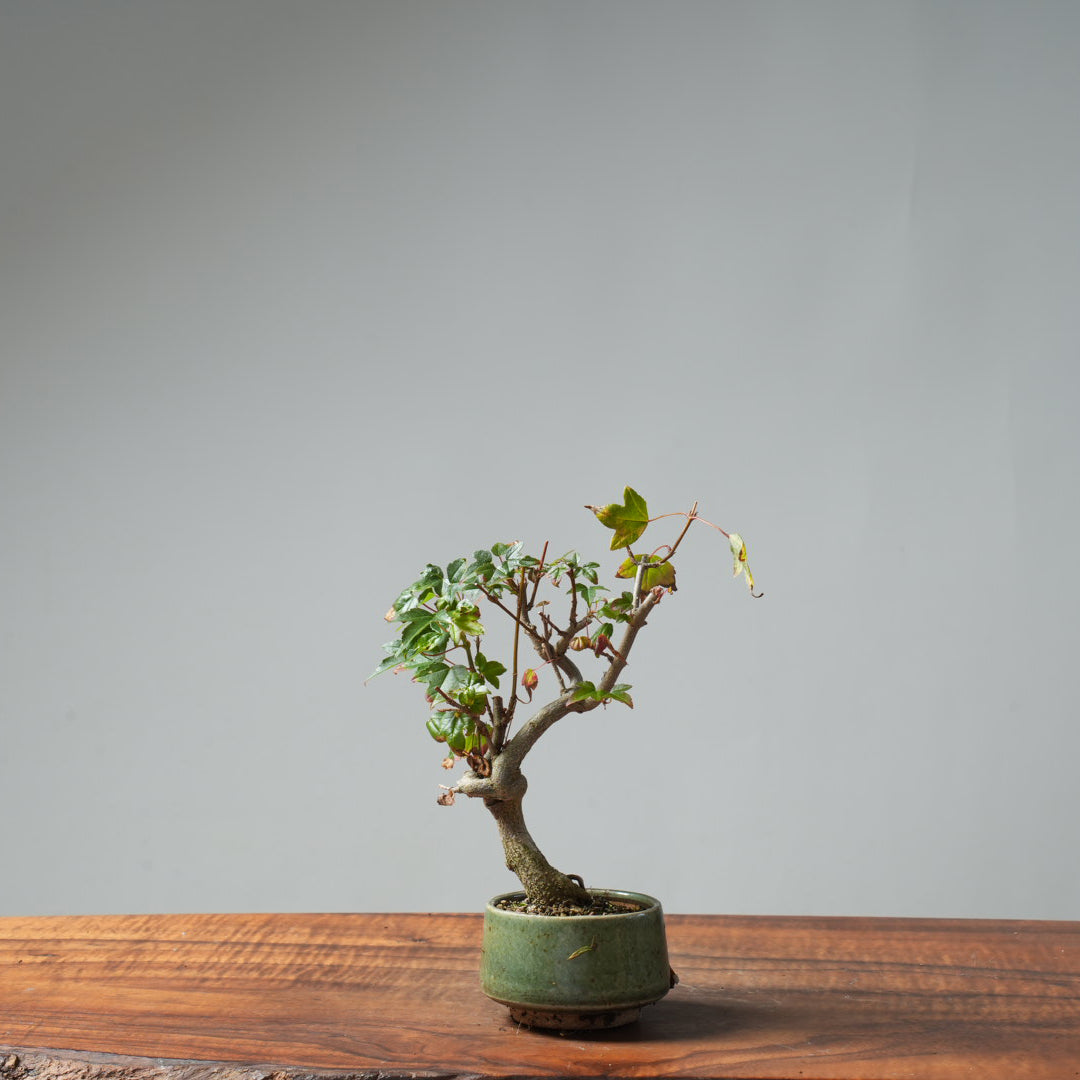 Trident Maple Pre-Bonsai #648