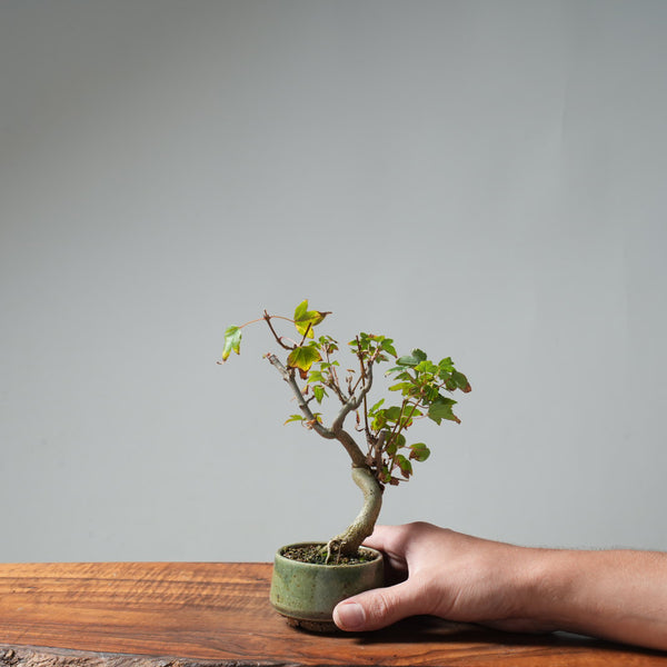 Trident Maple Pre-Bonsai #648