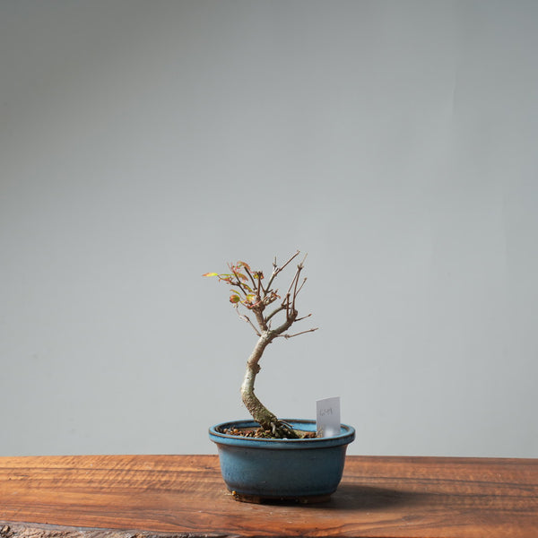 Trident Maple Pre-Bonsai #649