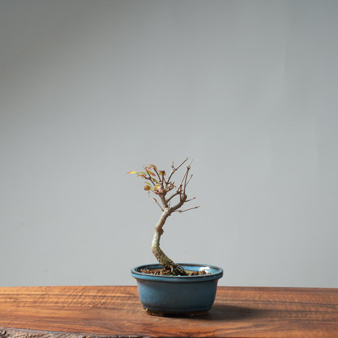 Trident Maple Pre-Bonsai #649