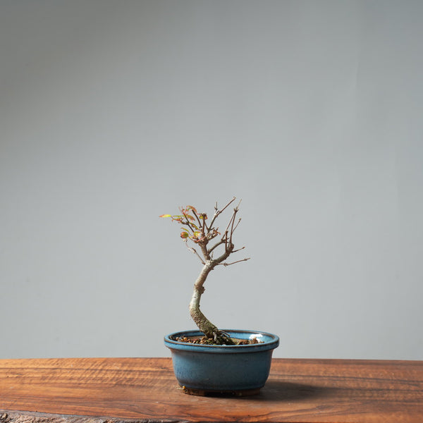 Trident Maple Pre-Bonsai #649