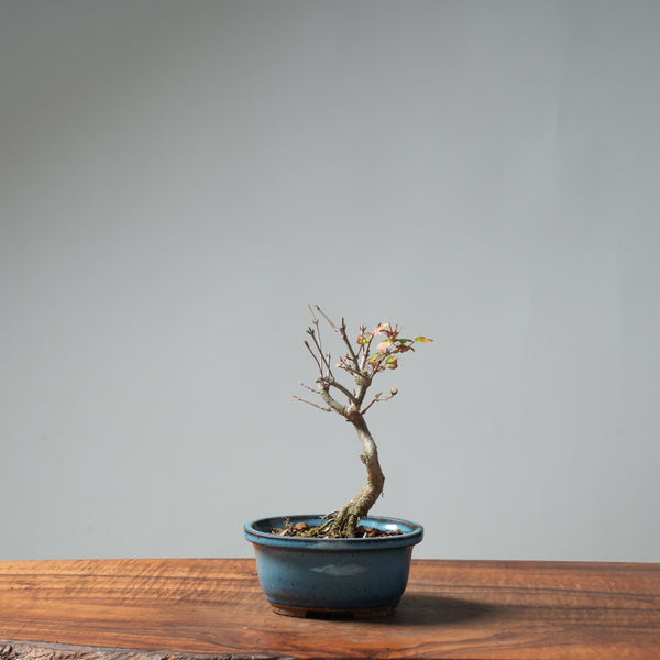 Trident Maple Pre-Bonsai #649
