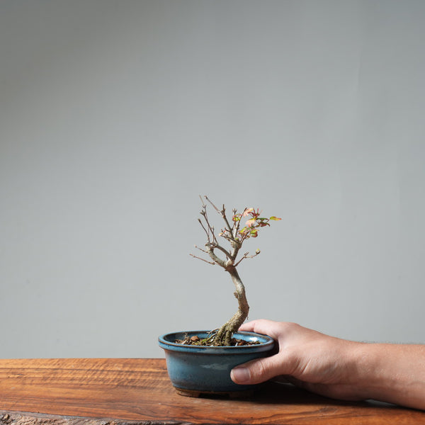 Trident Maple Pre-Bonsai #649
