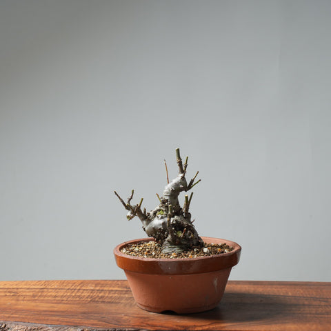 European Crabapple Bonsai #650