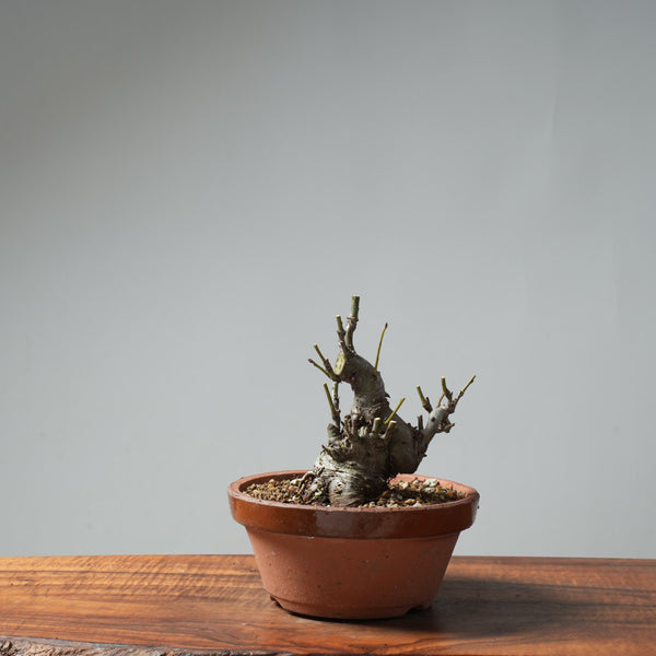 European Crabapple Bonsai #650