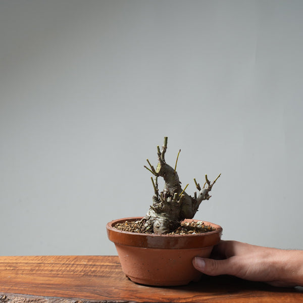 European Crabapple Bonsai #650