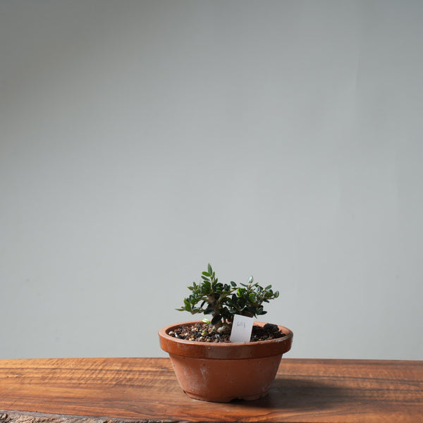 Olive Bonsai #651