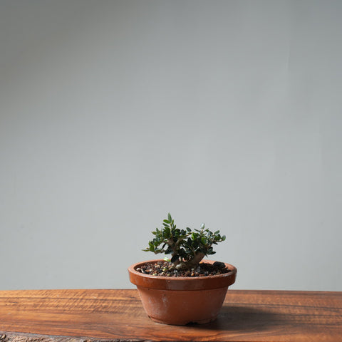Olive Bonsai #651