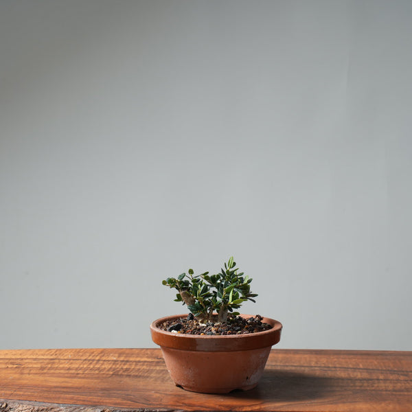 Olive Bonsai #651