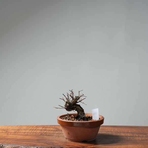 Texas Cedar Elm Bonsai #652