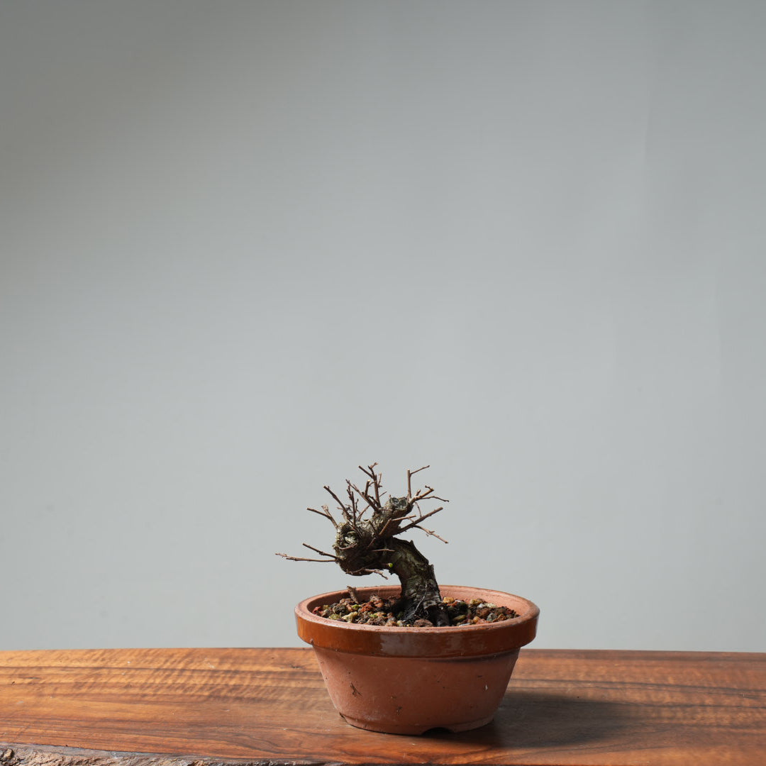 Texas Cedar Elm Bonsai #652