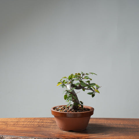 Texas Cedar Elm Bonsai #653