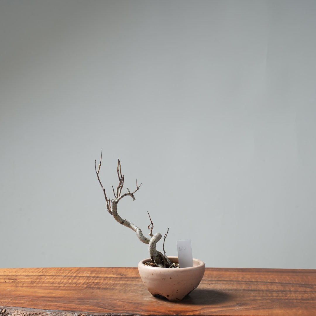 Washington Hawthorn Bonsai #656