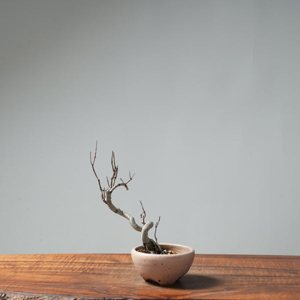 Washington Hawthorn Bonsai #656