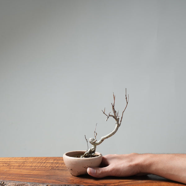 Washington Hawthorn Bonsai #656