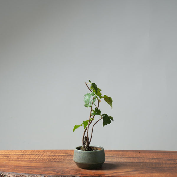 Washington Hawthorn Bonsai #657