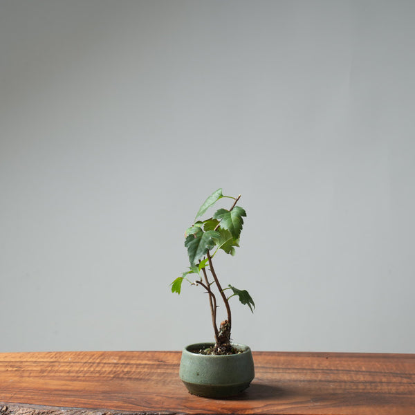 Washington Hawthorn Bonsai #657