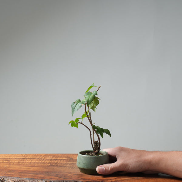 Washington Hawthorn Bonsai #657