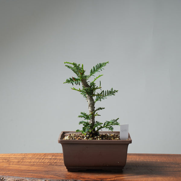 Coastal Redwood Bonsai #658
