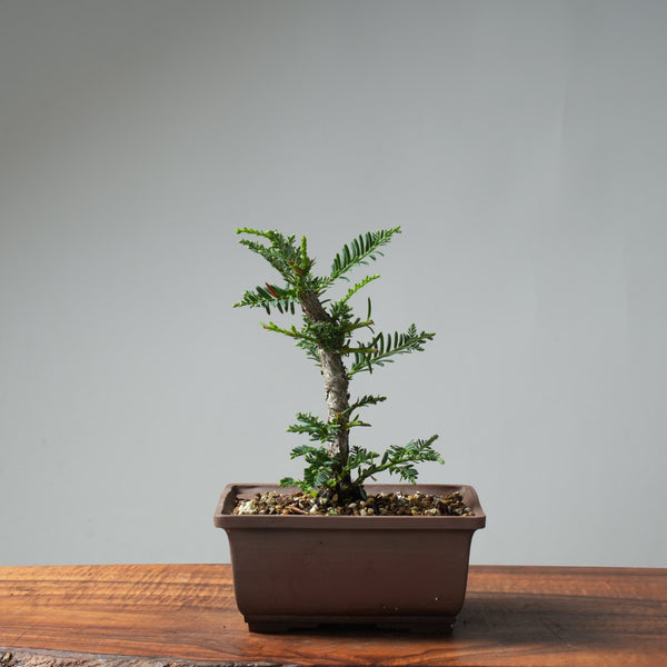 Coastal Redwood Bonsai #658