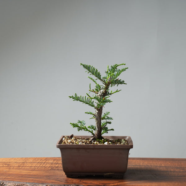 Coastal Redwood Bonsai #658