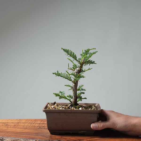 Coastal Redwood Bonsai #658